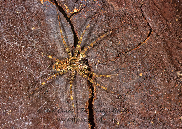 Dolomedes  FISHING SPIDER 1112203z