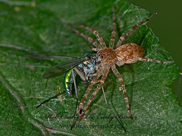 Dolomedes  FISHING SPIDER 8031436z
