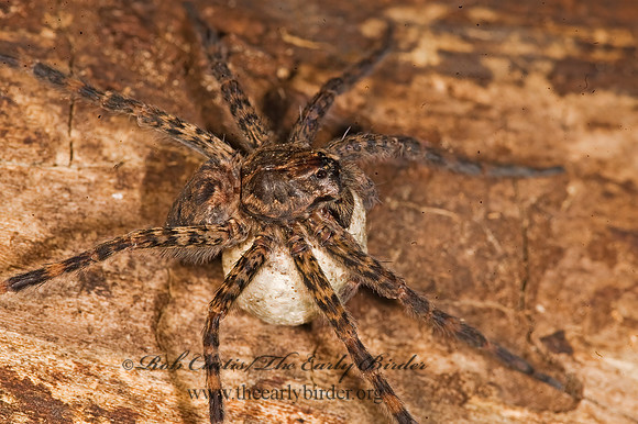 Dolomedes tenebrosus  DARK FISHING SPIDER 8015652z