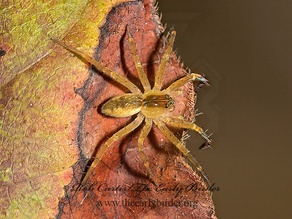 Dolomedes  FISHING SPIDER 9024422z