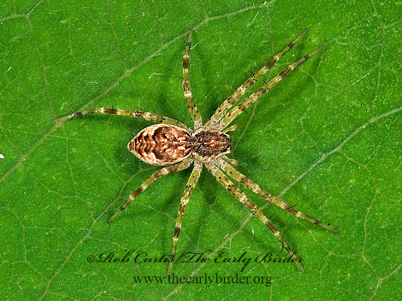 Dolomedes  FISHING SPIDER 8032979z
