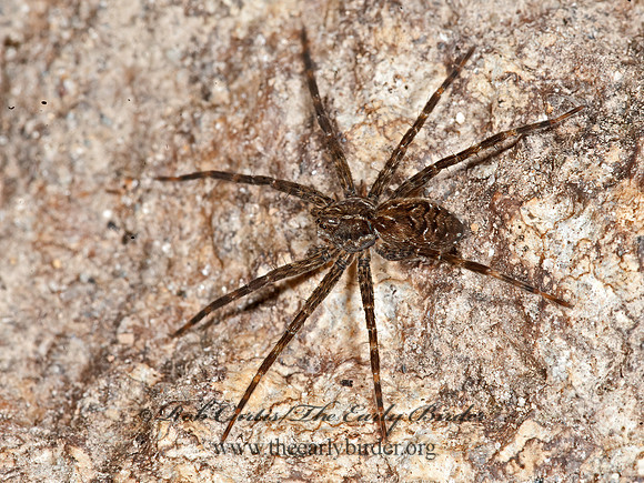 Dolomedes scriptus  STRIPED FISHING SPIDER  8034868z