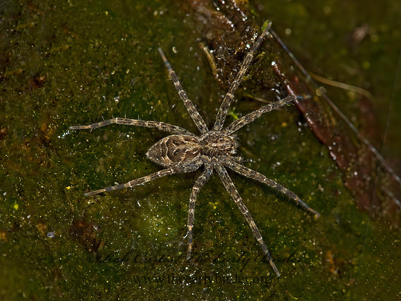 Dolomedes scriptus  STRIPED FISHING SPIDER 9032962z