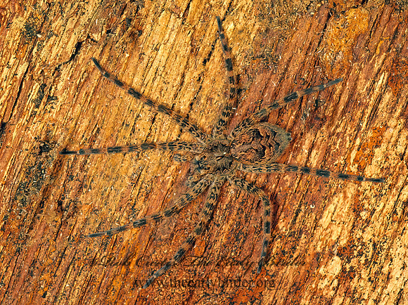 Dolomedes tenebrosus  DARK FISHING SPIDER 116535z