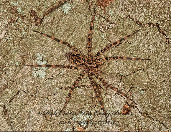 Dolomedes tenebrosus  DARK FISHING SPIDER 98423 Fz