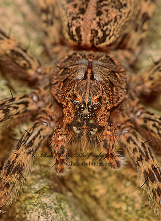 Dolomedes tenebrosus  DARK FISHING SPIDER 98429 Fz