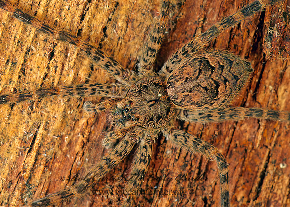 Dolomedes tenebrosus  DARK FISHING SPIDER 116538z