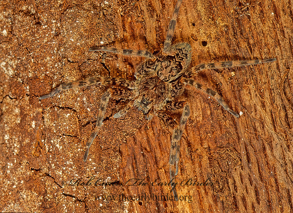 Dolomedes tenebrosus  DARK FISHING SPIDER 116732z