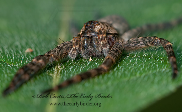 Dolomedes tenebrosus  DARK FISHING SPIDER 3014766z