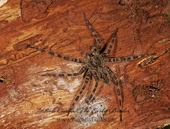 Dolomedes tenebrosus  DARK FISHING SPIDER 1111702z