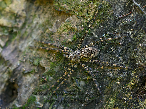 Dolomedes tenebrosus  DARK FISHING SPIDER 1304516z