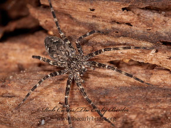 Dolomedes tenebrosus  DARK FISHING SPIDER 3013520z