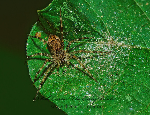 Dolomedes tenebrosus  DARK FISHING SPIDER 1284930z