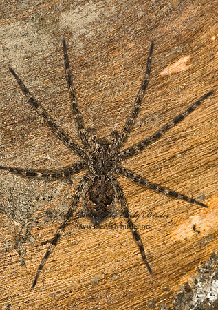 Dolomedes tenebrosus  DARK FISHING SPIDER 5016873 fz