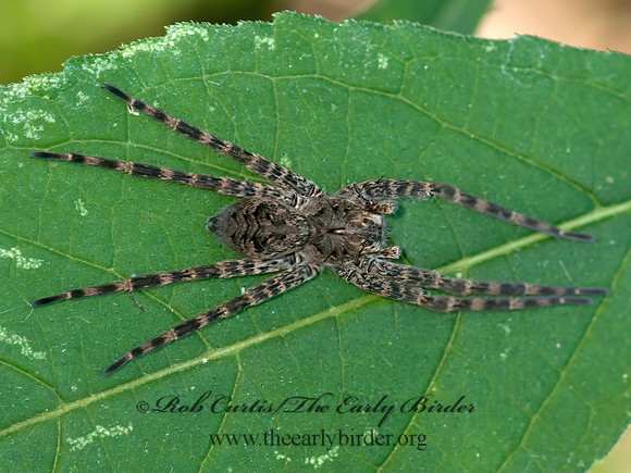 Dolomedes tenebrosus  DARK FISHING SPIDER 3014769z