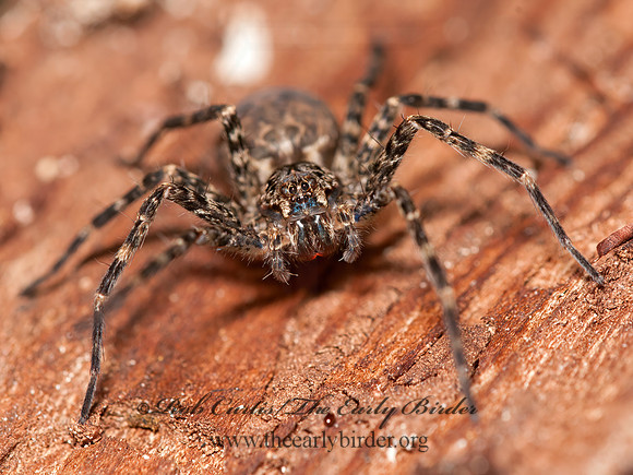 Dolomedes tenebrosus  DARK FISHING SPIDER 3015721z