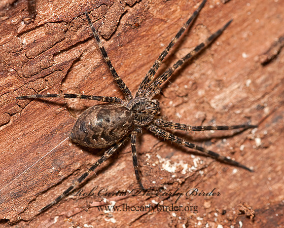 Dolomedes tenebrosus  DARK FISHING SPIDER 3015724z
