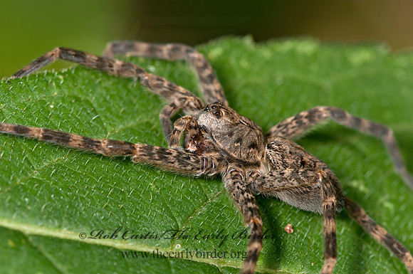 Dolomedes tenebrosus  DARK FISHING SPIDER 3014772z
