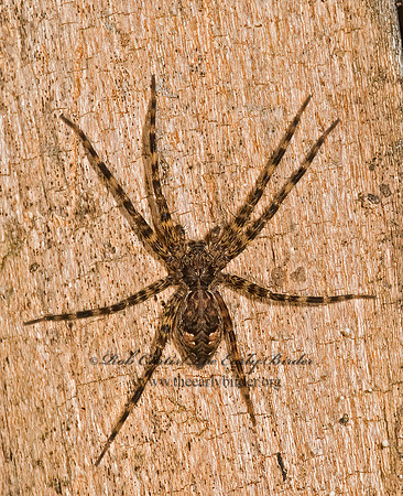 Dolomedes tenebrosus~ 8017258z