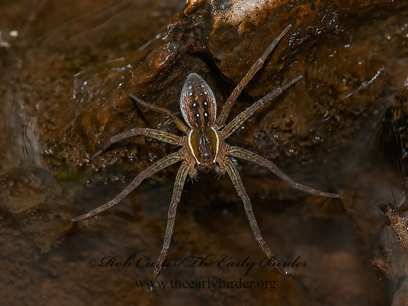 Dolomedes triton  6-SPOTTED FISHING SPIDER 3016794z