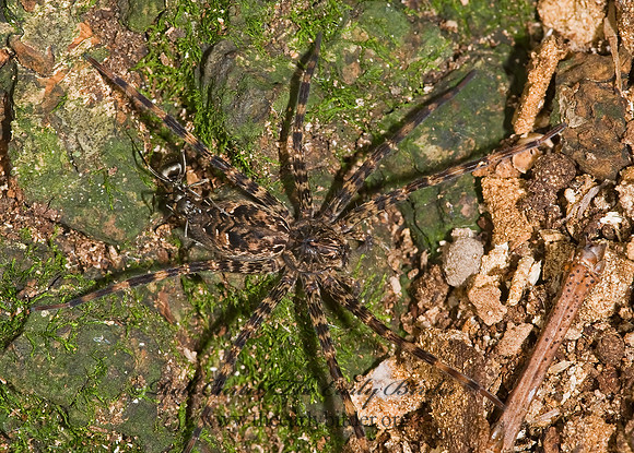 Dolomedes tenebrosus  DARK FISHING SPIDER 8006179z