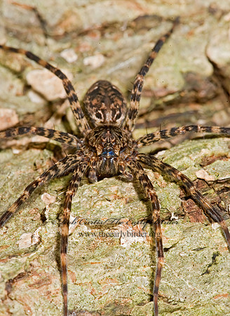 Dolomedes tenebrosus  DARK FISHING SPIDER 8006185z