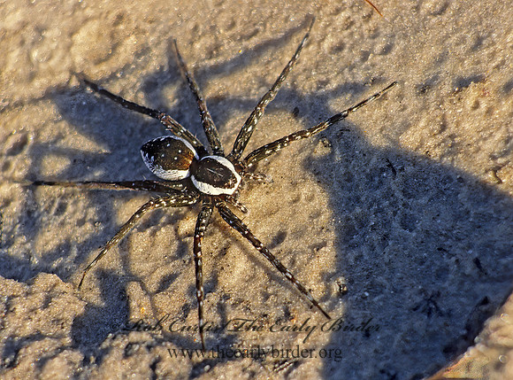 Dolomedes triton 15105z