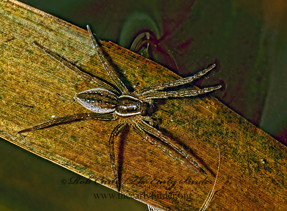 Dolomedes triton 1285517z