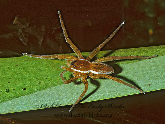 Dolomedes triton 1285513z