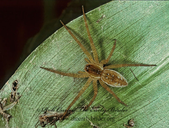 Dolomedes triton 246621 z