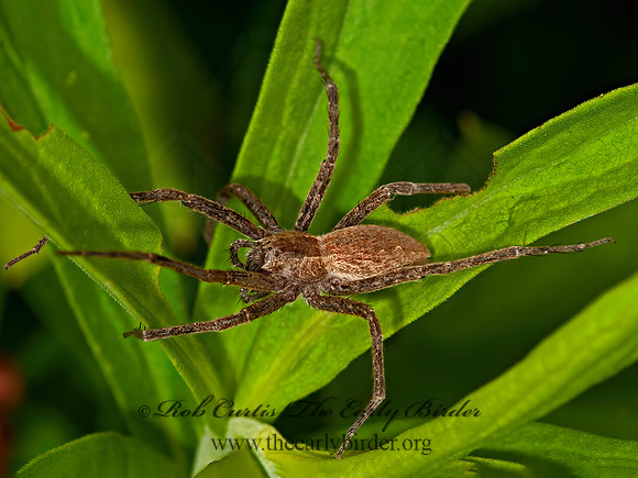 Pisaurina mira  NURSERY WEB SPIDER 3016392z