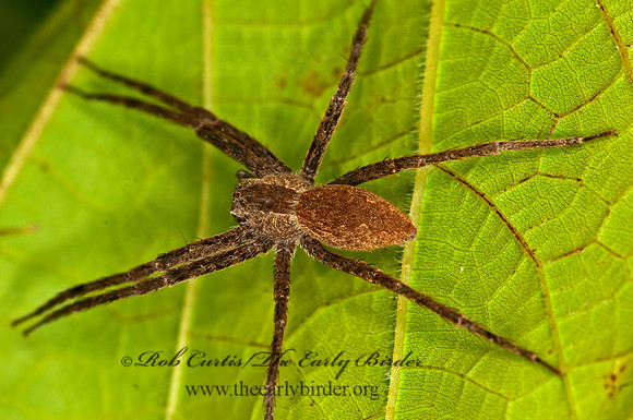 Pisaurina mira  NURSERY WEB SPIDER 3016391z