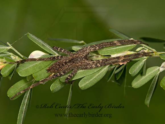 Pisaurina mira  AMERICAN NURSERY WEB SPIDER  9051820z