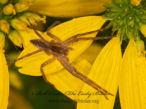 Pisaurina mira  NURSERY WEB SPIDER 3014519z