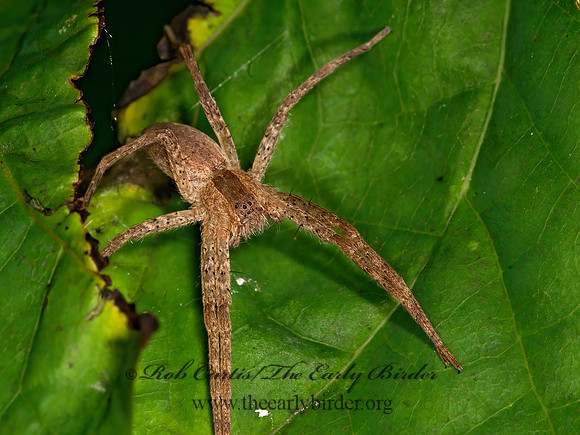 Pisaurina mira  NURSERY WEB SPIDER 3014869z