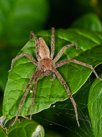 Pisaurina mira  NURSERY WEB SPIDER 3015986z