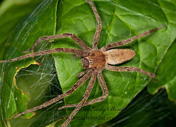 Pisaurina mira  NURSERY WEB SPIDER 3015983z