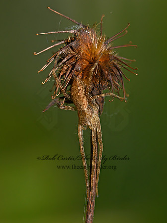 Pisaurina mira  NURSERY WEB SPIDER 1305639z