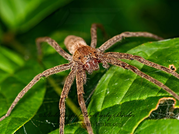 Pisaurina mira  NURSERY WEB SPIDER 3015988z