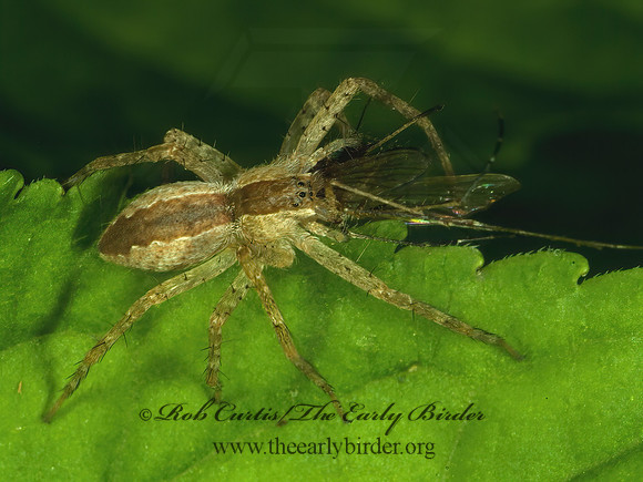 Pisaurina mira  NURSERY WEB SPIDER 4001815z
