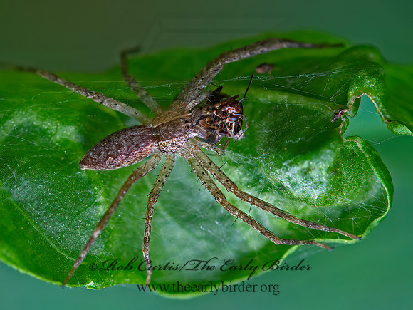 Pisaurina mira  NURSERY WEB SPIDER 9048935z