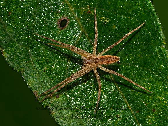 Pisaurina mira  NURSERY WEB SPIDER 3025883z