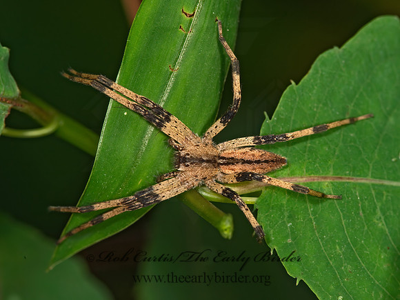 Pisaurina mira  NURSERY WEB SPIDER 9050283z