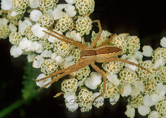 Pisaurina mira 1114703z