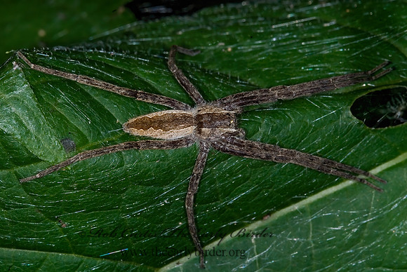 Pisaurina mira 6011807z