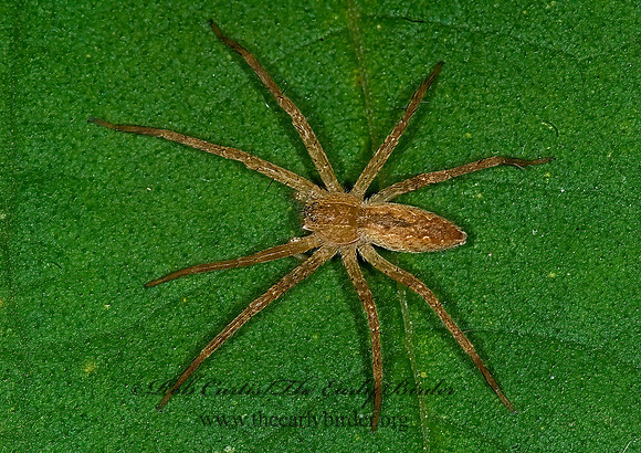 Pisaurina mira 6016013z