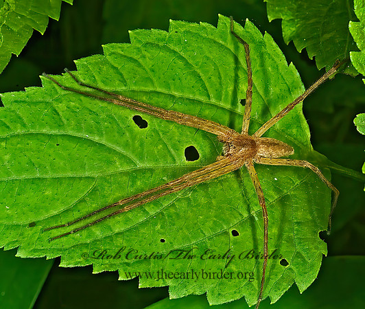 Psiaurina mira  NURSERY WEB SPIDER  4001804z