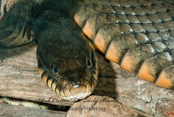 Nerodia  WATER SNAKE 4002040z