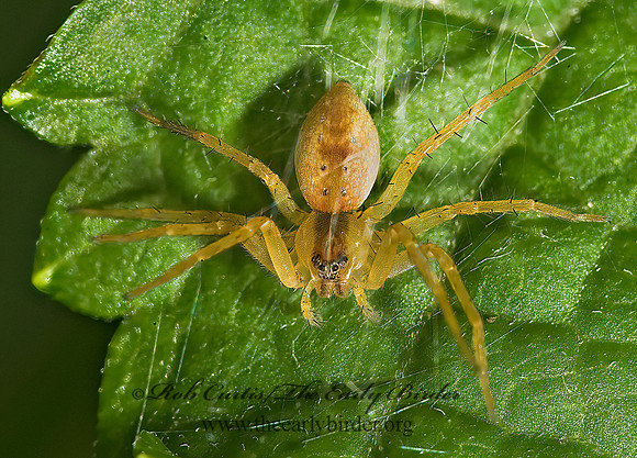 Pisauridae  NURSERY WEB SPIDER 8017034z