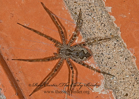 Tinus peregrinus 7005665z
